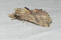 Snuitvlinder pterostoma palpina